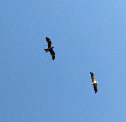 A black kite chasing a white-bellied sea eagle